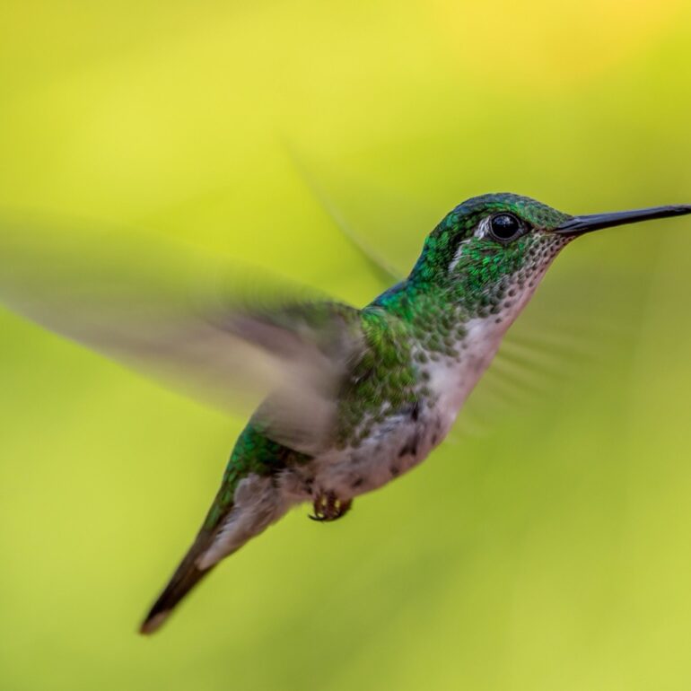 humming bird